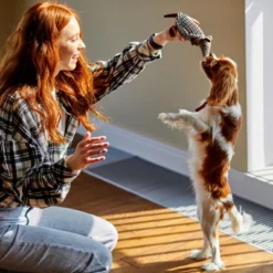 Itopfox Plush Dog Squeaky Toy Stuffed Armadillo Animal Pet Puppy Chew Toys For Small Medium Large All Breed Sizes Dogs, Gray -Kitchen Chef GUEST 8c4618e9 9bd9 468a b511 526d92886ec5